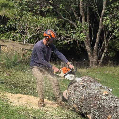 arborist-northwest-auckland
