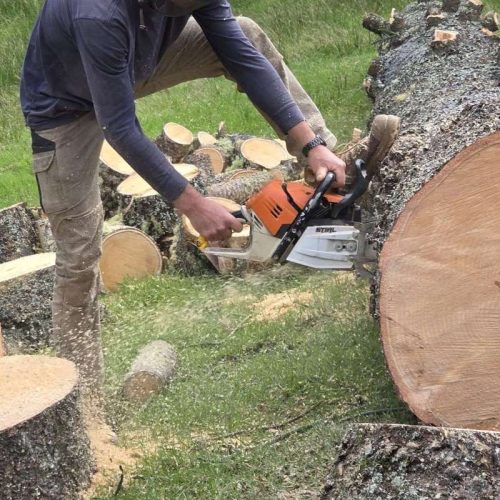 tree-care-services-northwest-auckland