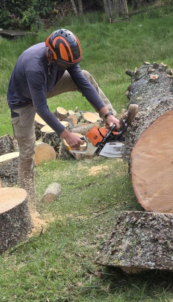 tree-care-services-northwest-auckland tree-care-services-northwest-auckland