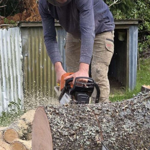tree-removal-specialists-northwest-auckland