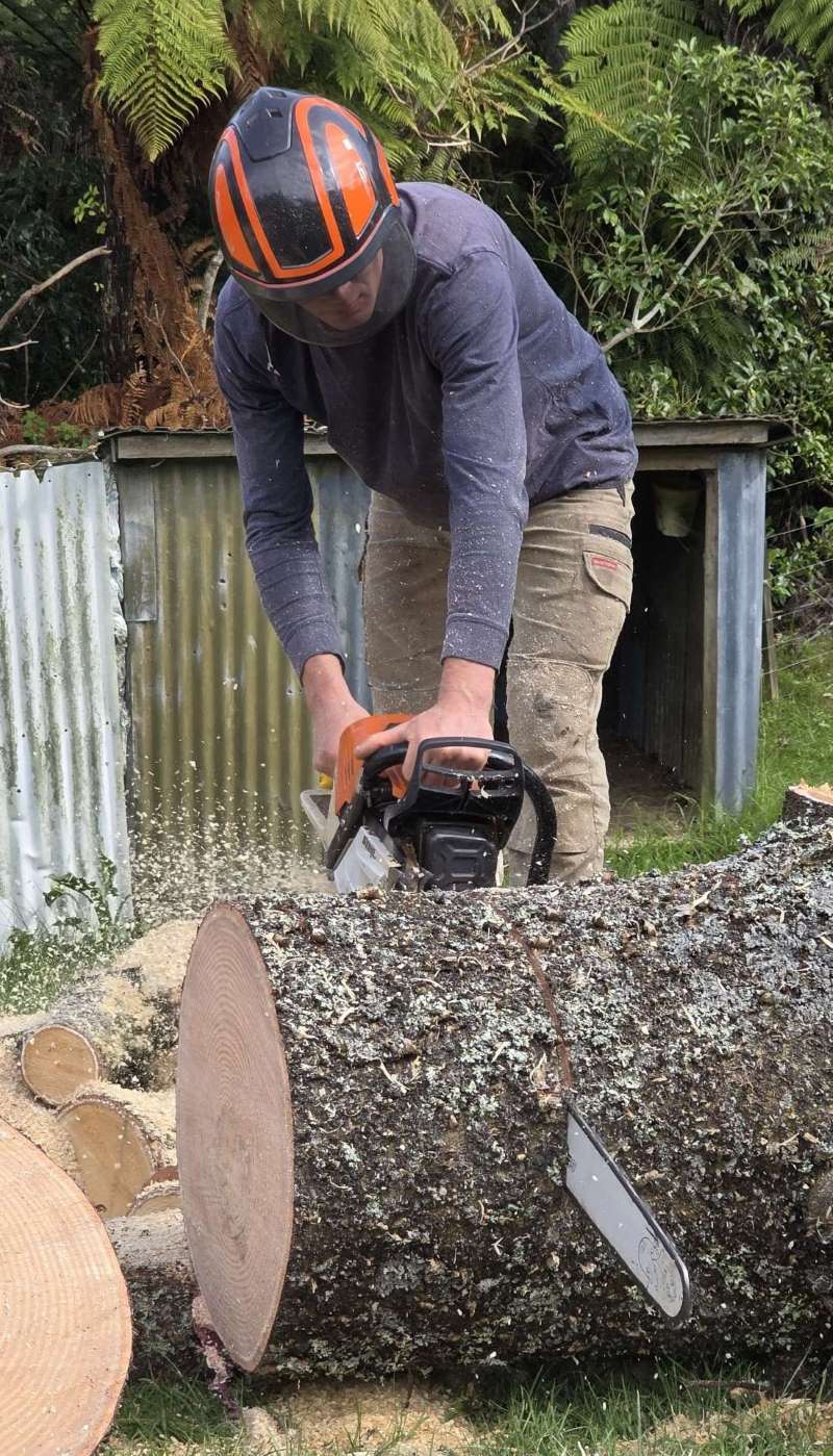 tree-removal-specialists-northwest-auckland