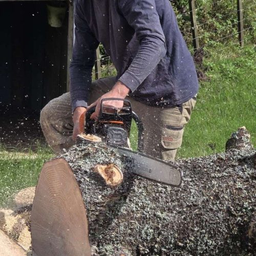 tree-removal-waimauku