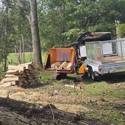 tree-removal-services-northwest-auckland
