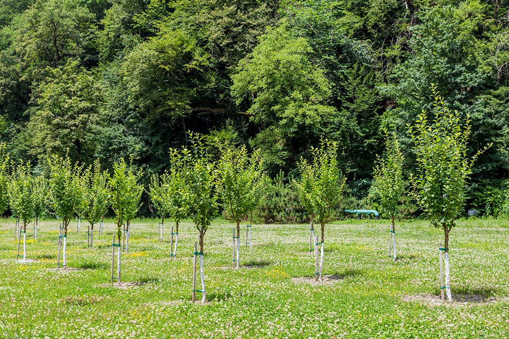 trees-for-sale-northwest-auckland